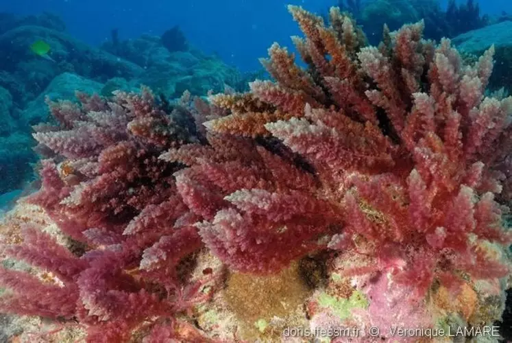Parmi les algues rouges, Asparagopsis taxiformis semble prometteuse.  © V. Lamare - Doris