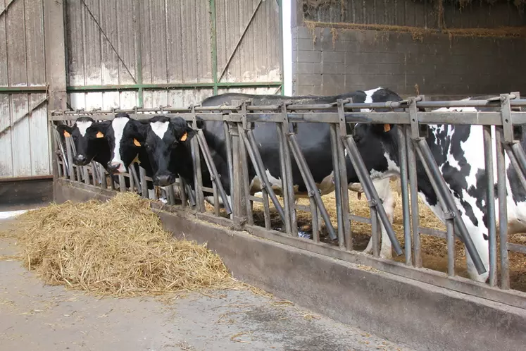 Taries depuis trois semaines, ces vaches ont une ration à base d’ensilage de maïs (15 kg brut), de paille à volonté, de 1,6 kg de tourteau de colza canola distribué en deux fois et de 80 g de minéral. © F. Mechekour
