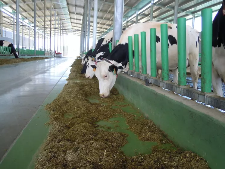 La ration des vaches se compose de 28 kg d’ensilage de maïs, 12 kg d’ensilage d’herbe, 6 kg de concentrés, 1 kg de paille et en moyenne  4 kg de concentré au robot (maximum 8 kg). © Camilo Friol
