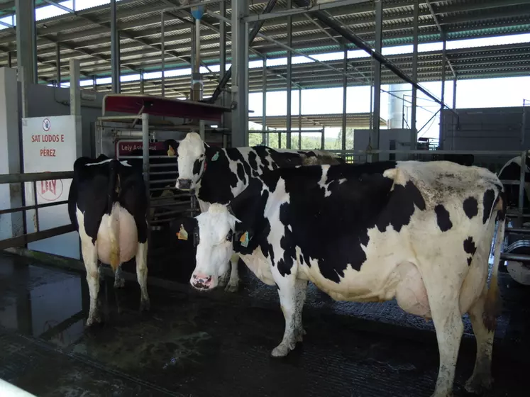 Deux robots de traite ont été mis en route en décembre 2019.  Environ 115 vaches sont traites actuellement par les deux robots et 25 autres sur un autre site. Un troisième robot sera mis en route cette année avec l’objectif de ne pas traire plus de 160 vaches pour ne pas saturer les robots.  © Camilo Friol