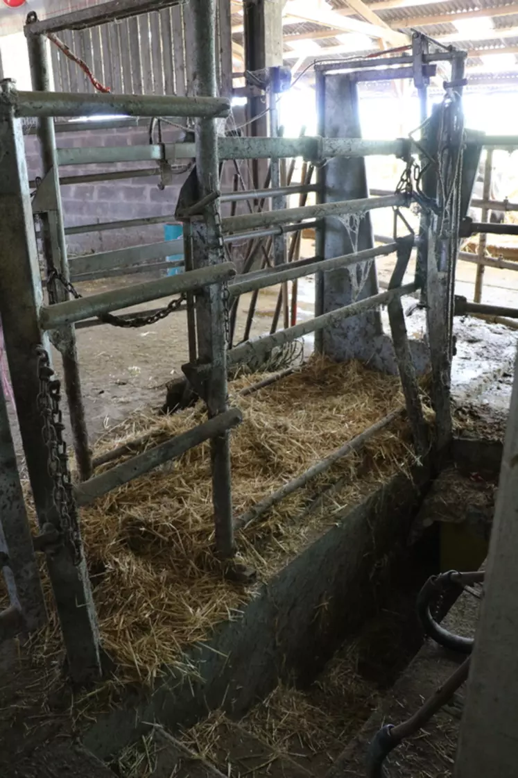 La petite fosse aménagée à côté de la cage de contention facilite les interventions. Un jeu de barrière permet de diriger les vaches vers le box paillé en sortie de robot. © A. Conté