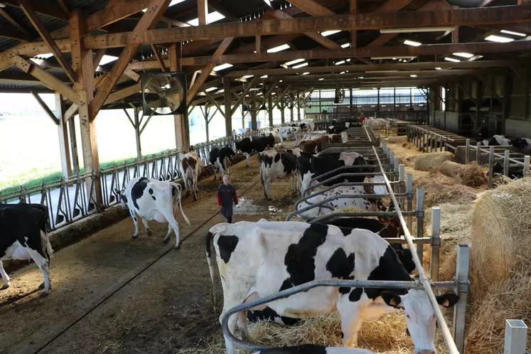 Le bâtiment a été agrandi en 2015 de 50 à 75 logettes. Avec 4-5 kg de paille par jour, les vaches sont très propres. © A. Conté