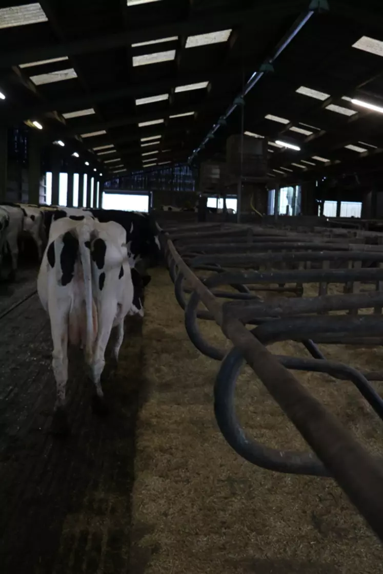 Une barre empêche les vaches de se coucher 30 minutes après la traite, le temps que les sphincters se referment.