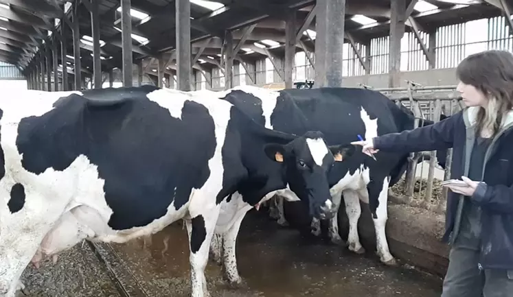 L'observation d'un échantillon de vaches choisies de façon aléatoire - 42 sur 112 vaches traites ce 30 juin -, se fait en stabulation. Les vaches sont d'abord bloquées, puis libérées une à une, pour permettre l'observation de chacune : notation d'éventuelles blessures, de l'état corporel et de la propreté.