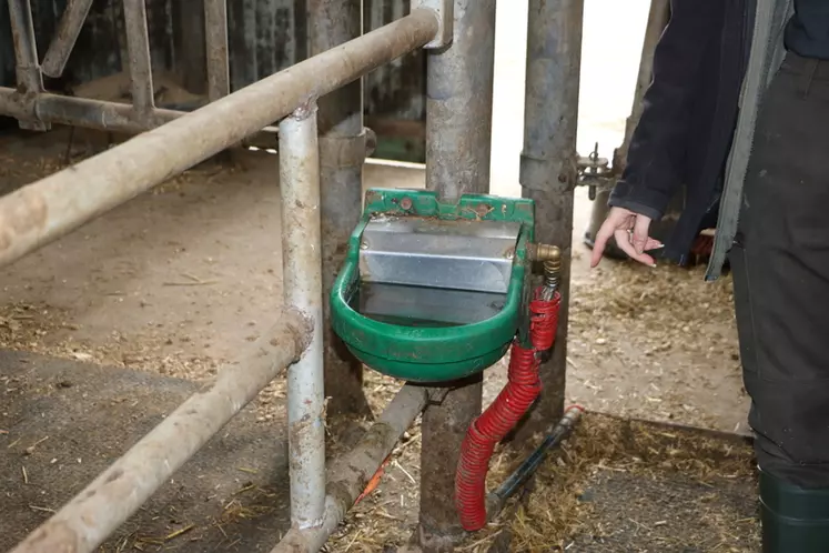 Dans le box d'isolement, l'abreuvoir individuel est bien conçu : la vache n'a pas à pousser pour boire.