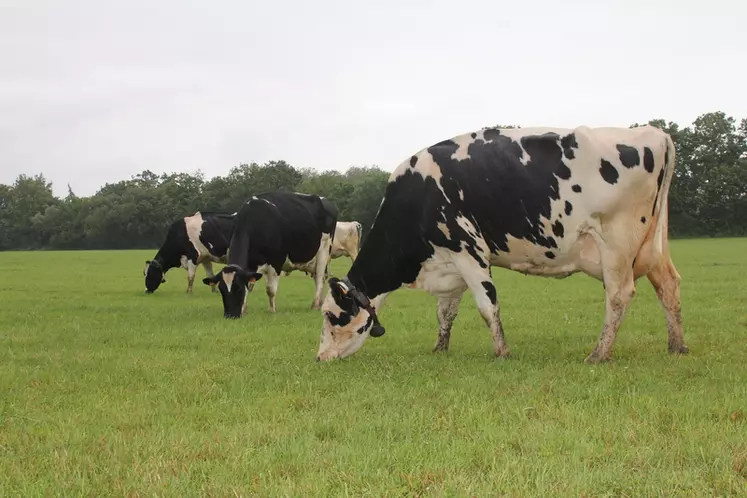 Grâce à un échange parcellaire de 12 ha réalisé il y a 7 ans, la surface accessible aux vaches a doublé.