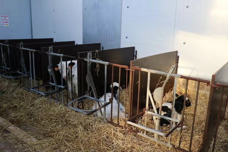 Depuis deux ans, les interprofessions lait et viande, Cniel et Interbev, se sont rapprochées pour améliorer l’adéquation entre disponibilités et débouchés des veaux laitiers.