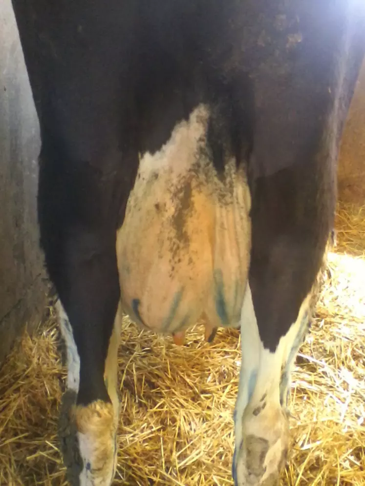 Un tag de la mamelle peu artistique mais efficace : l’essentiel est que la vache traitée soit vue !