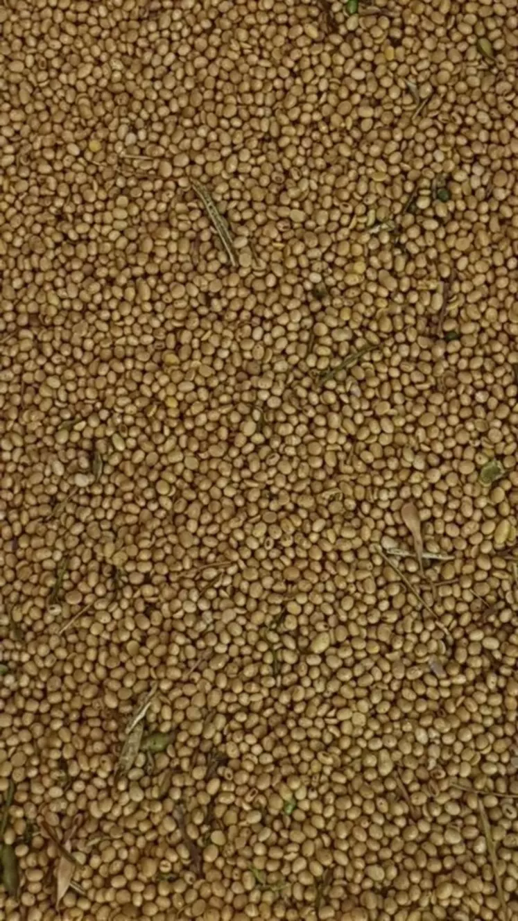 Le soja a été récolté en 2021 le 24 septembre avec un rendement de 35 q/ha à 13,7 % d'humidité.