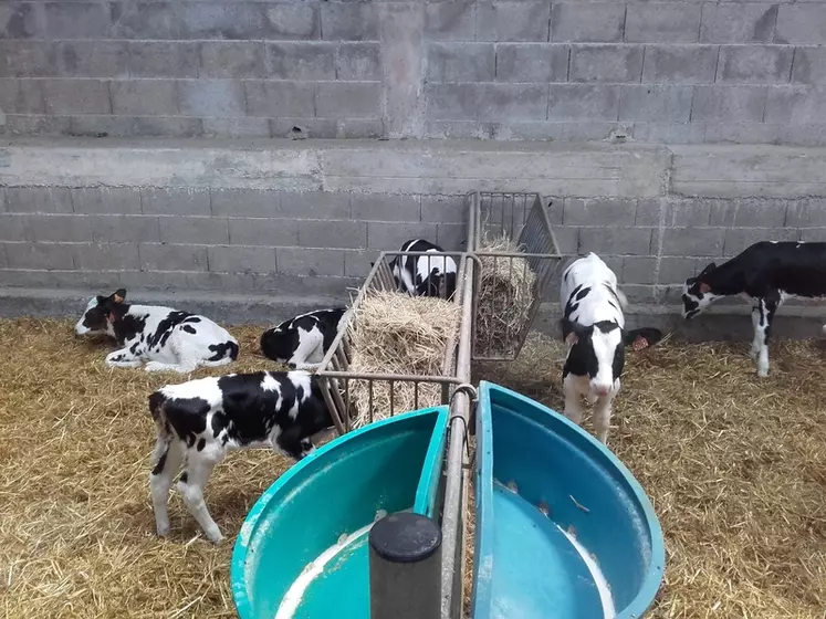 Aucune différence de croissance n’a été observée à Trévarez entre les veaux ayant reçu 6 litres de lait par jour ou ceux à 7 litres.
