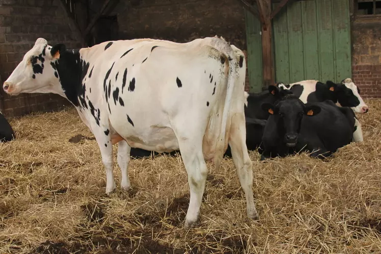Lot de vaches en préparation au vêlage. Le retour à une conduite en deux lots (vaches taries et en préparation au vêlage) a eu un impact très positif sur le plan sanitaire et les démarrages en lactation.