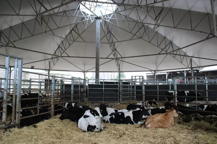 Contention des bovins : Zoom sur quatre solutions choisies par des éleveurs
