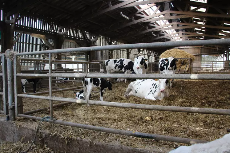 Les vêlages se passent dans la stabulation des vaches taries, dans une aire paillée calme et confortable. 90 % des vêlages se déroulent sans assistance. 