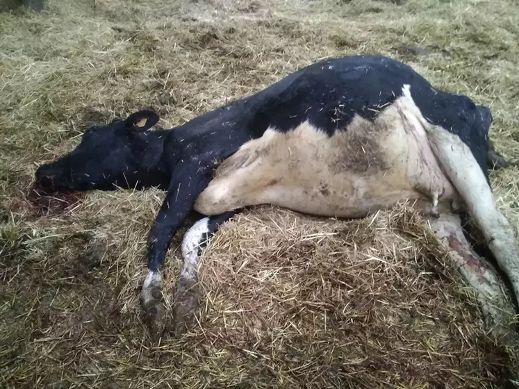 Cette vache est morte le soir même d’une hémorragie pulmonaire.  