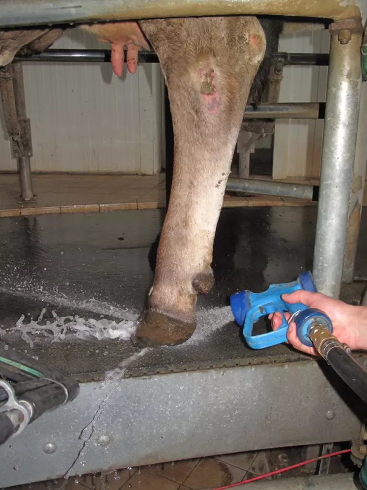 La vache doit entrer dans le pédiluve avec des pieds le plus propres possible. Le lavage en salle de traite est déjà un traitement en soi de la dermatite digitée.