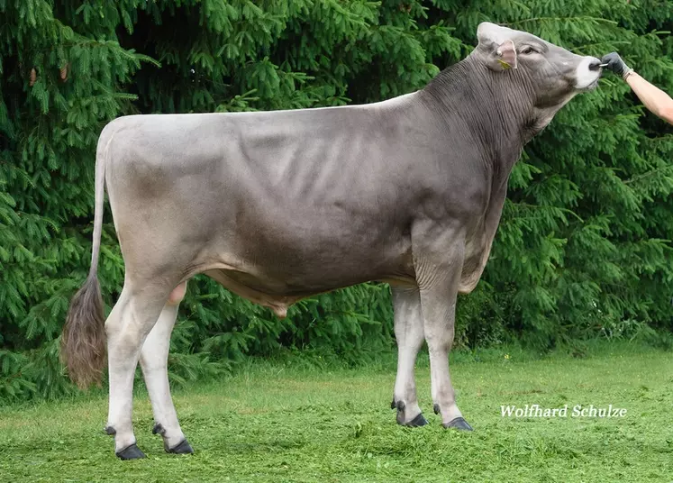 Né dans l’élevage, Variantz P est conforme aux orientations de sélection allemand. Il allie lait, taux et fonctionnels mais pénalise un peu la morphologie. Il est porteur du gène sans cornes.