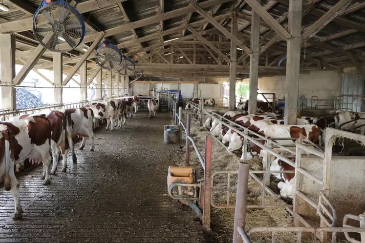 Un système de rafraichissement des vaches au-dessus des cornadis, piloté automatiquement en fonction de la température et de l’humidité, a été installé en 2020. 