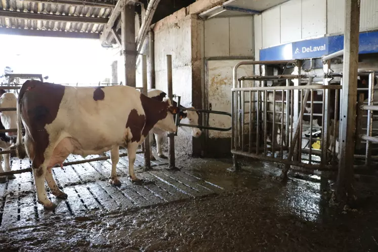 Les éleveurs cherchent à fluidifier davantage la circulation des vaches au robot. Les vaches sont entre 2,1 et 2,2 traites par jour, ce qui ne les satisfait pas.