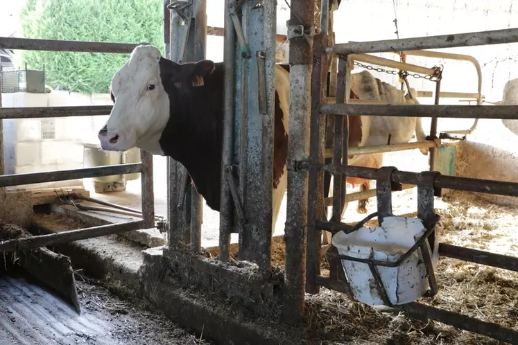 En Isère: « Nous cherchons à automatiser au maximum pour produire notre contrat de 625 000 litres de lait»