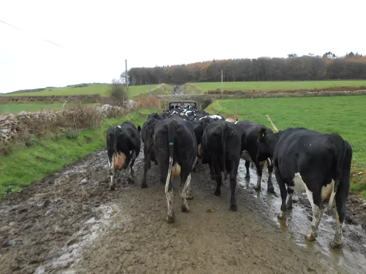 L'observation des vaches permet de détecter un problème dans la conception du chemin : le fait qu'elles marchent à la queue leu leu alors que le chemin est large ou si elles circulent à moins de 3 km/h. Ici, les vaches évitent la zone moins stable et très boueuse. 