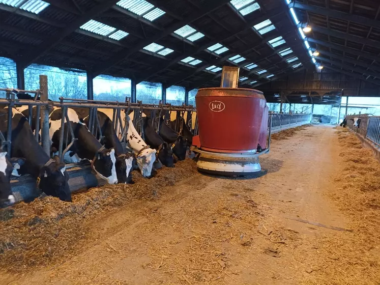 La stabulation, dont la charpente a été refaite en 2009 pour pouvoir supporter les panneaux photovoltaïques, accueille les vaches laitières, les génisses en préparation IA et les vaches taries.