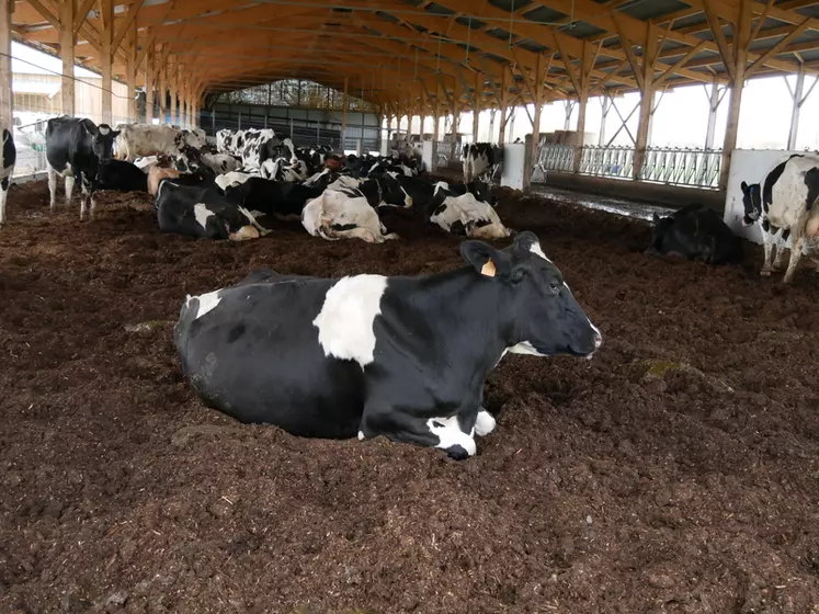 Les aires de couchage en litière malaxée ne posent pas de problème particulier en termes de qualité du lait, de mammites et de propreté des animaux.