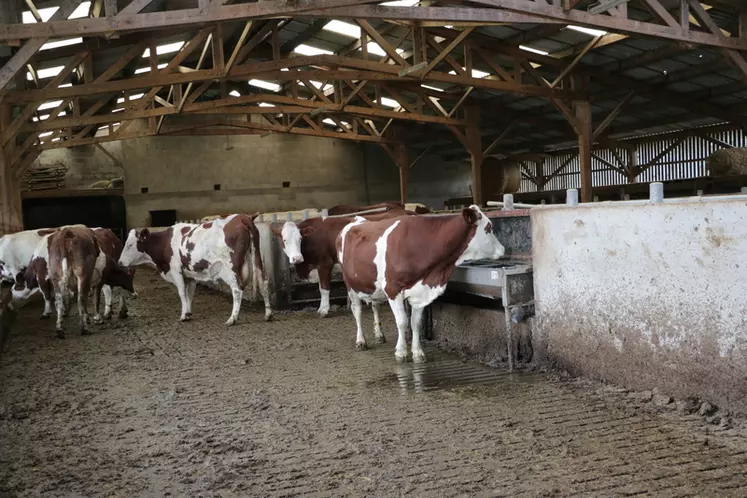 Au Gaec des Marais : une sous-capacité d'abreuvement des vaches et des courants parasites