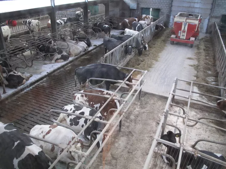 Aux Pays-Bas, le secteur laitier est particulièrement intensif. Il est souvent qualifié de « lait hors-sol ».