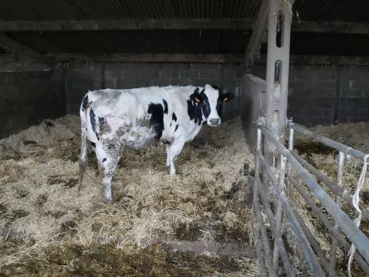 Dix à quinze génisses croisées Holstein x Blanc bleu sont gardées chaque année pour valoriser 20 hectares de prairies naturelles. Elles sont vendues à 3 ans. Les quatre premières frôlaient les 400 kg de carcasse, payés 4 €/kg.