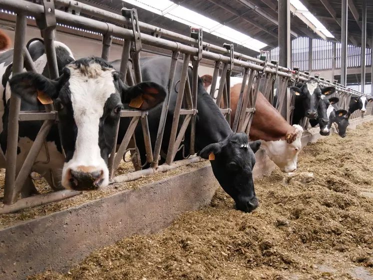 « Avec des vaches à 10 000 kilos, il n’y a pas de lait sans fourrages de qualité »