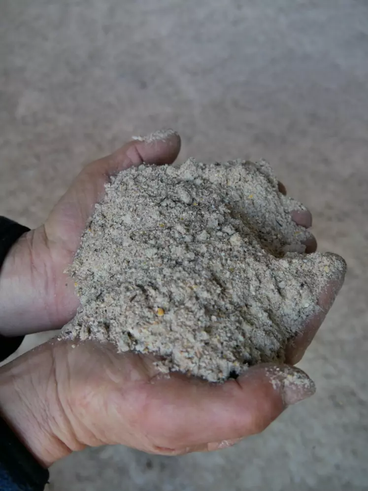 Le blé traité avec un additif à base d’urée (Aliplus) passe de 11 à 16 % MAT. Il est stocké à plat à l’air libre. Concrètement, le blé est ramené à 22 % d’humidité, puis traité par un prestataire équipé d’un camion de mélange de 25 t. Le coût s’élève à 50 à 55 €/t, broyage inclus.