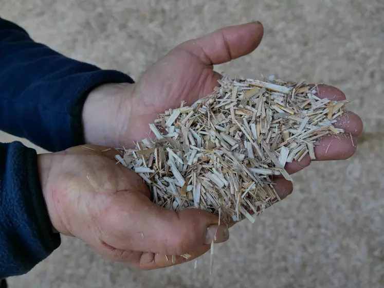 La paille de miscanthus broyée (300 g/VL/j) est préférée à la paille de blé car elle est plus dure et plus piquante, ce qui permet de limiter les quantités apportées.