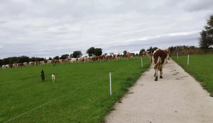 En dix ans, les éleveurs ont investi 80 000 euros dans des chemins bétonnés réservés aux vaches.