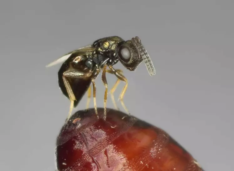Une mini-guêpe en train de pondre dans une pupe de mouche.