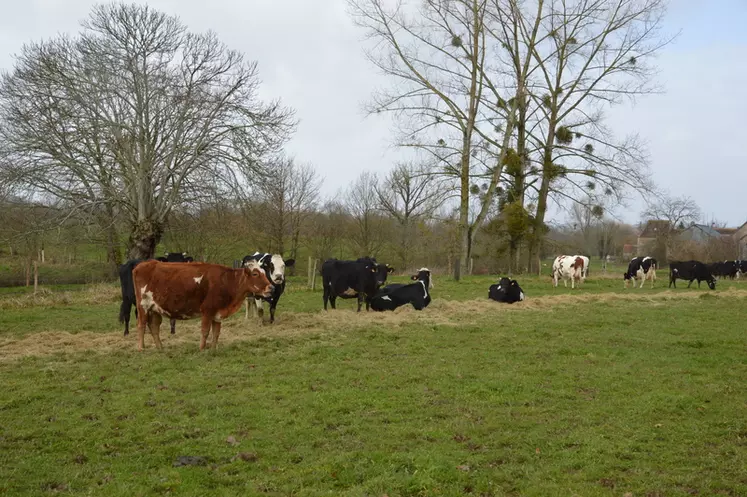 Le troupeau est conduit en croisement trois voies, Holstein/normande/rouge scandinave.