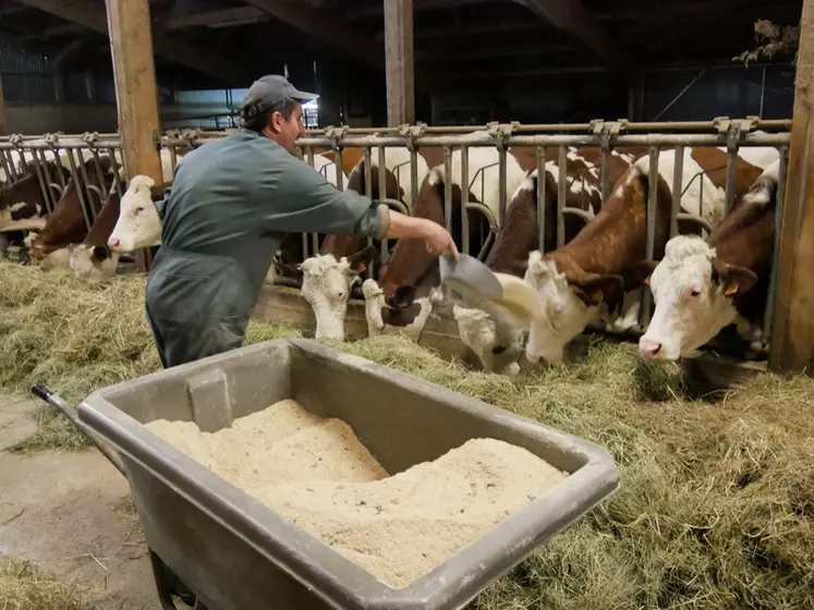 Chaque vache reçoit au cornadis la même quantité de concentré. 