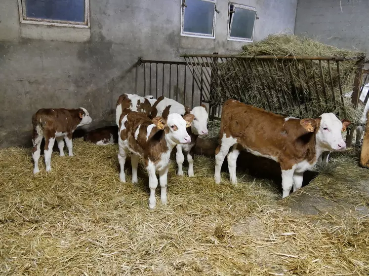 Les génisses sont élevées au lait entier. Elles vêlent à 28 mois. Les éleveurs n’en élèvent plus que 30 par an pour rester autonomes en fourrages.