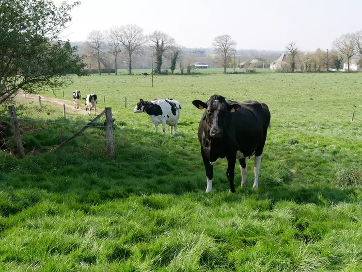 Le troupeau a accès à 15 hectares de prairies de RGA-TB divisés en paddock de 1 hectare. Les vaches reviennent dans un paddock tous les 15 jours.  