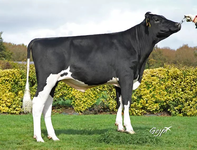 Prefoux est un des neuf taureaux disponibles dans cette gamme qui comprend six prim’Holstein et trois normands