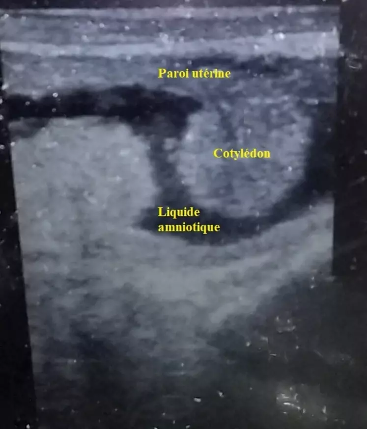 Le liquide amniotique apparaît noir sur l’échographe et les cotylédons sont bien visibles : la vache est gestante de trois mois