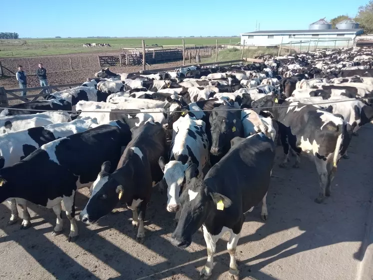 La panne structurelle de la ferme laitière argentine est bien réelle, selon Raúl Cata, de la Société rurale argentine.