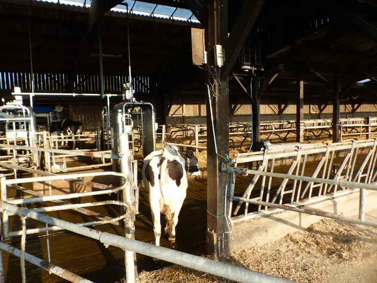 En pleine saison de pâturage, la grande majorité du troupeau revient le matin au bâtiment pour boire et se faire traire en autonomie. 