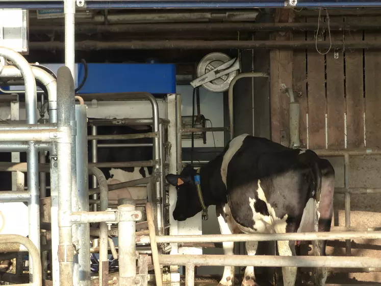 En moyenne, chaque vache fréquente le robot deux fois en 24 heures. « Cela correspond à notre objectif. En dessous, on ne maximise pas le lait produit par jour. »