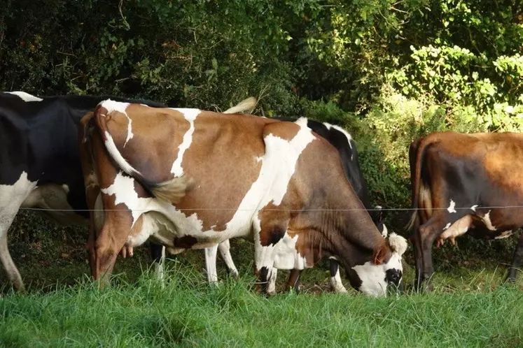 Le troupeau se compose de Holstein rustiques ou de croisées avec de la montbéliarde, jersiaise, rouge suédoise, frisonne néo-zélandaise menées en vêlages de printemps. 