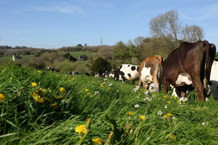 « Nos vaches font en moyenne 7,5 lactations »