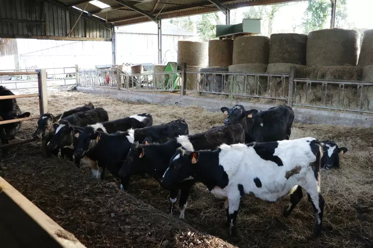 « Nos vaches font en moyenne 7,5 lactations »