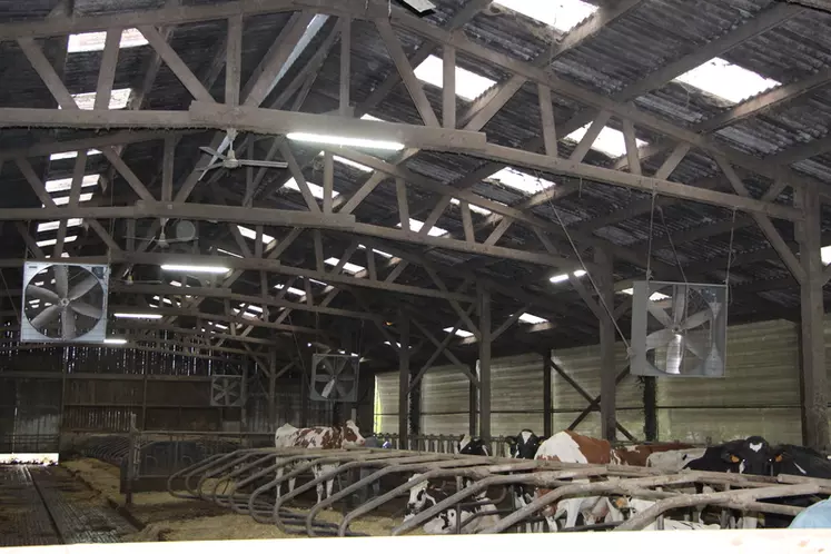 Les vaches ont accès à un parcours, mais passent le plus de temps dans le bâtiment. L’installation de ventilateurs améliore l’ambiance en été.