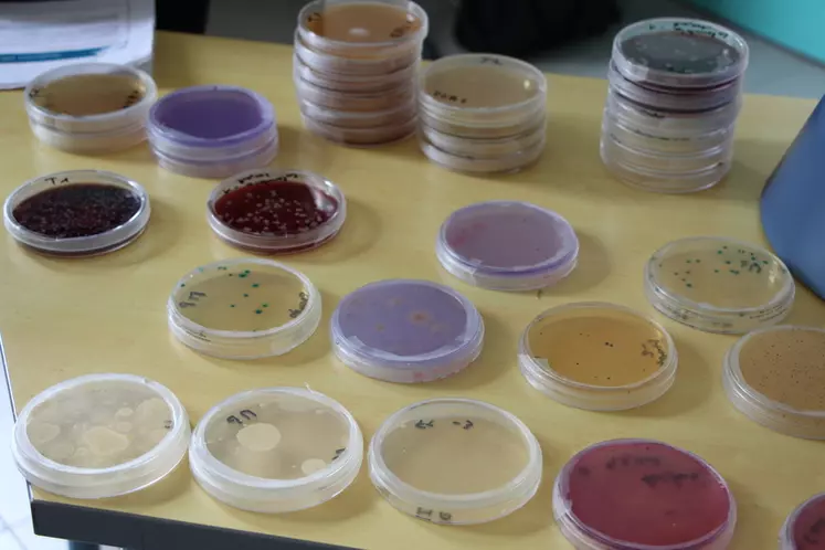 Après prélèvement des biofilms, les différents microorganismes qui les constituent sont identifiés en laboratoire.