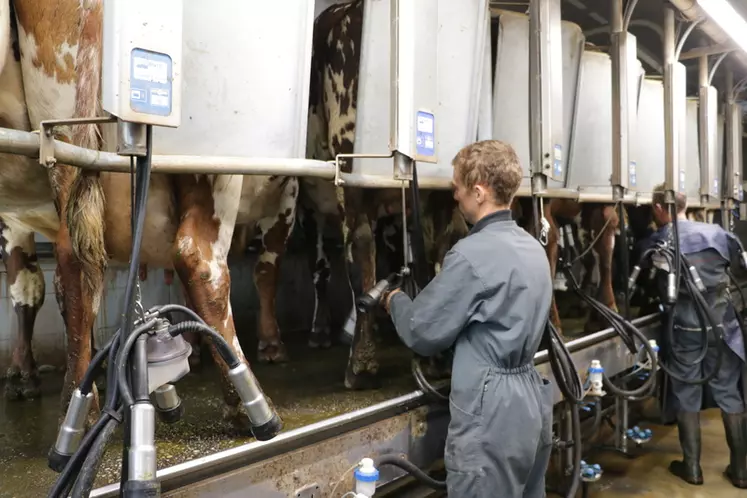Les éleveurs traient 96 vaches en hiver et 8 de plus en été pour répondre à la demande de l’artisan fromager.