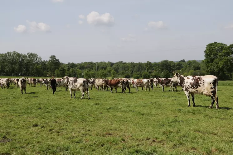 « Nous cherchons à optimiser l’existant avec une centaine de vaches normandes »